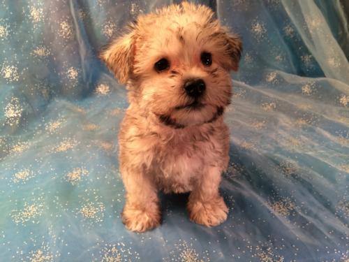 Iowa's top schnoodle breeders have a litter of puppies for sale!